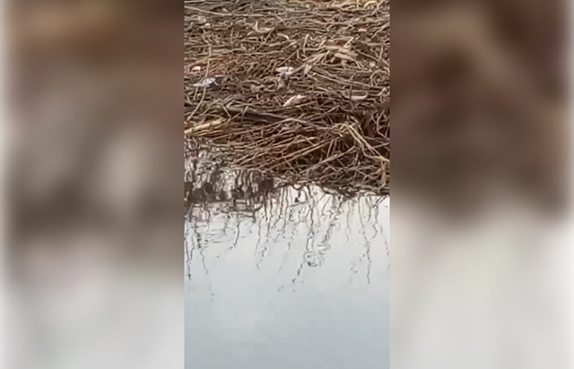 Почему гибнет рыба в реке Лоче под Ржевом в Тверской области