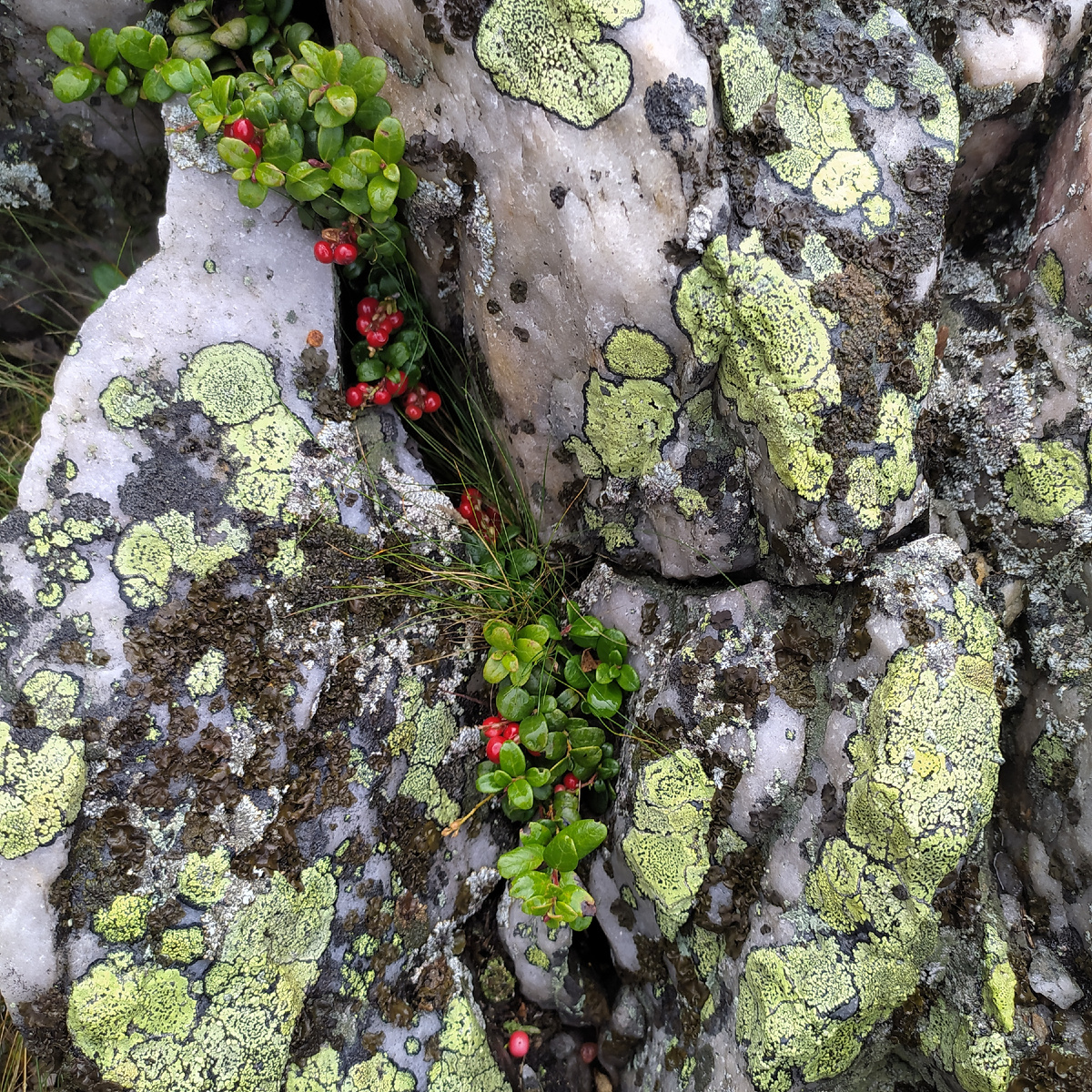 Камень мёртвый и живой. Фото из личного архива