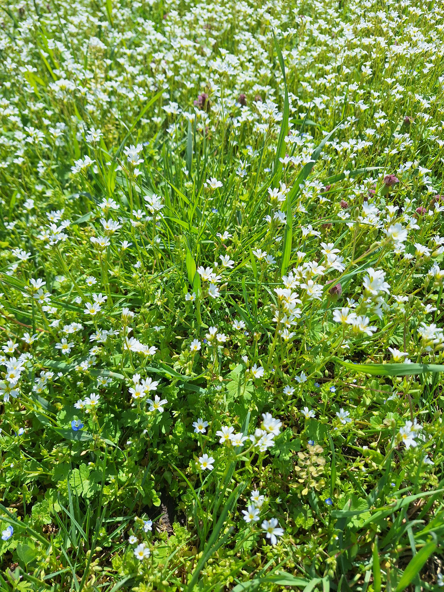 Цветы везде.