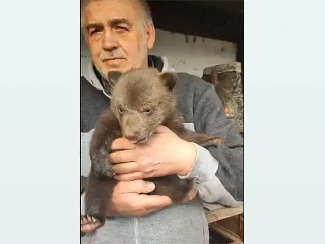 Медвежонка из псковского «Птичьего дворика» будет расти в Тверской области