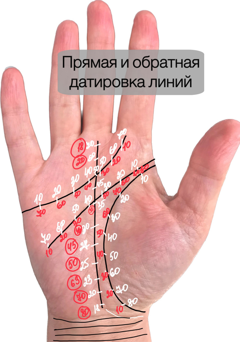 Датировка главных линий на руке. Рисунок автора.