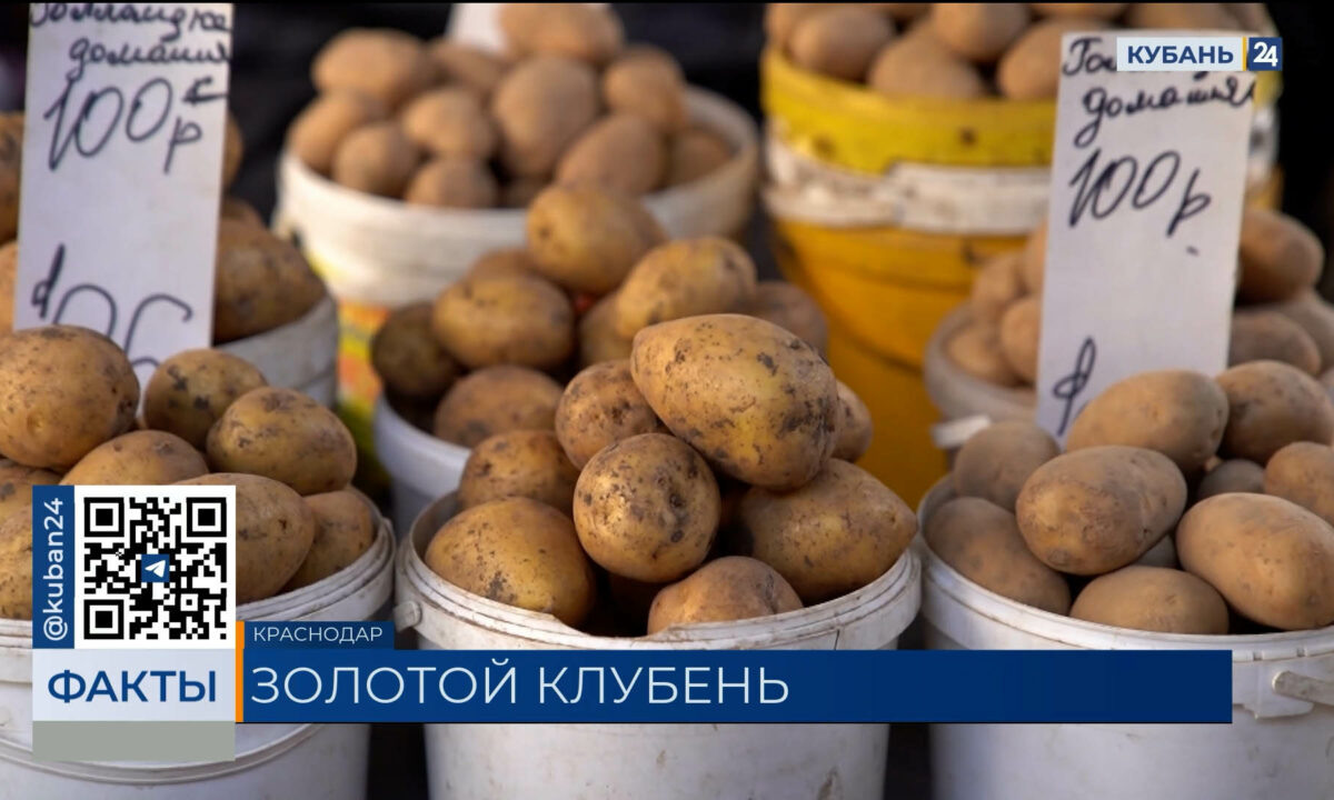    Видео канала «Кубань 24»