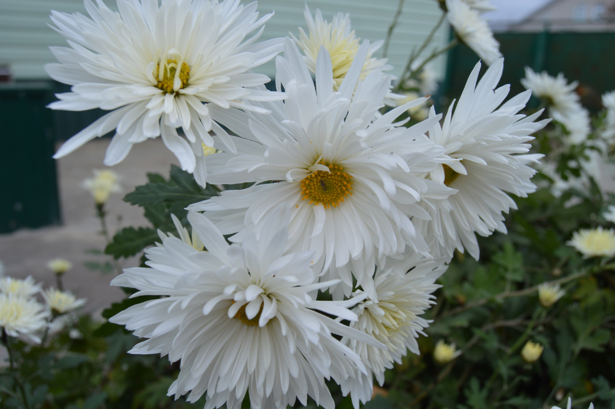 Фото автора. Ноябрь 2024. 