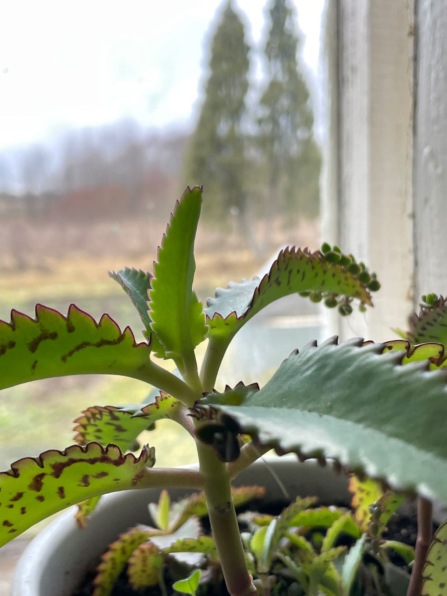 Каланхоэ. Фото автора 