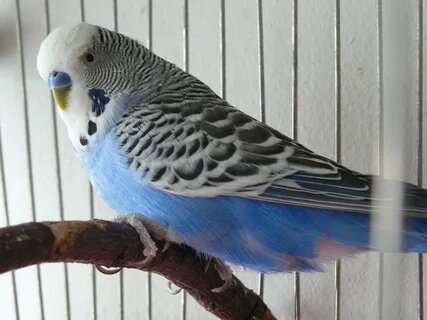 Фото из открытого источника Интернета