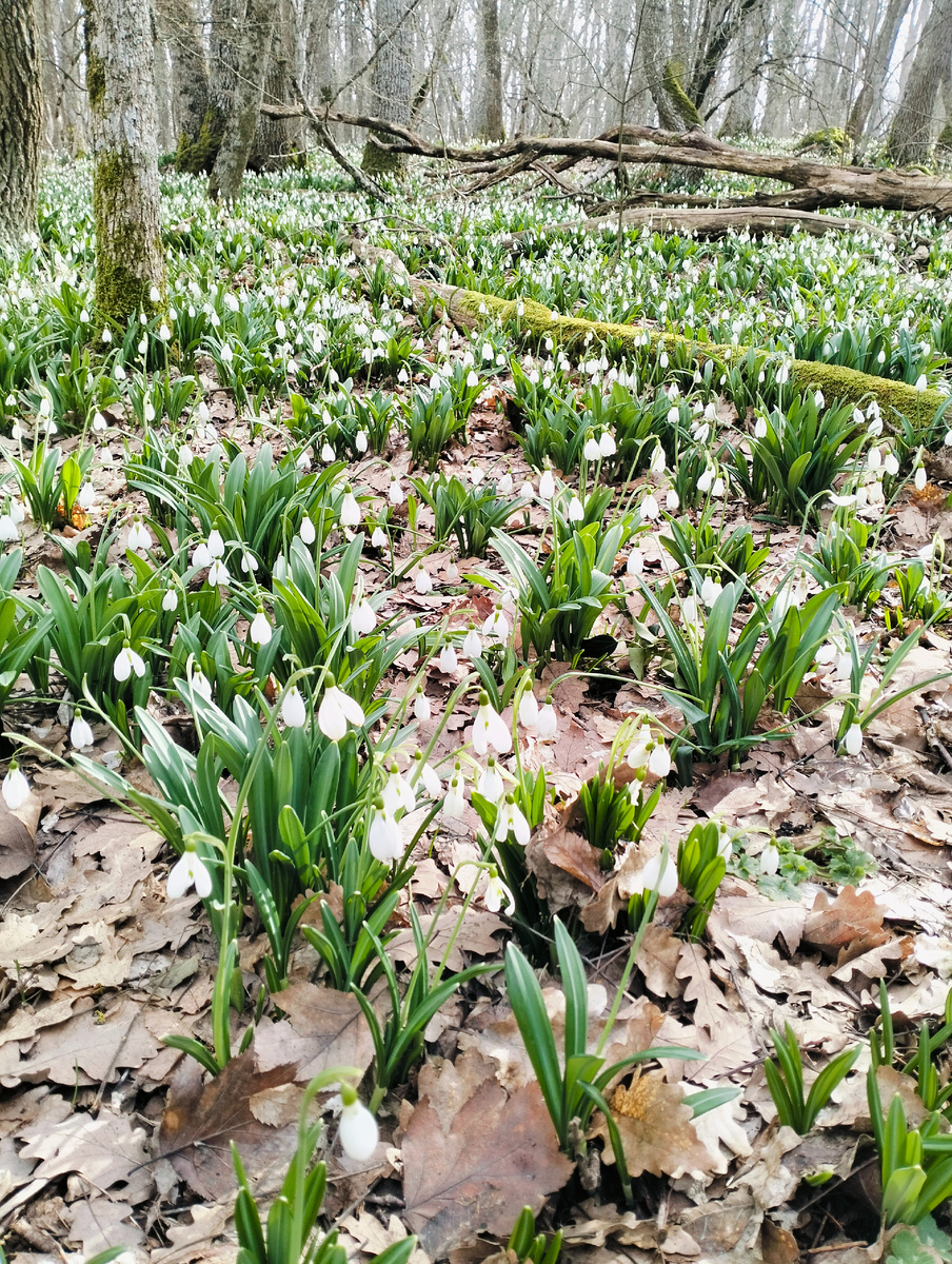 Подснежники 