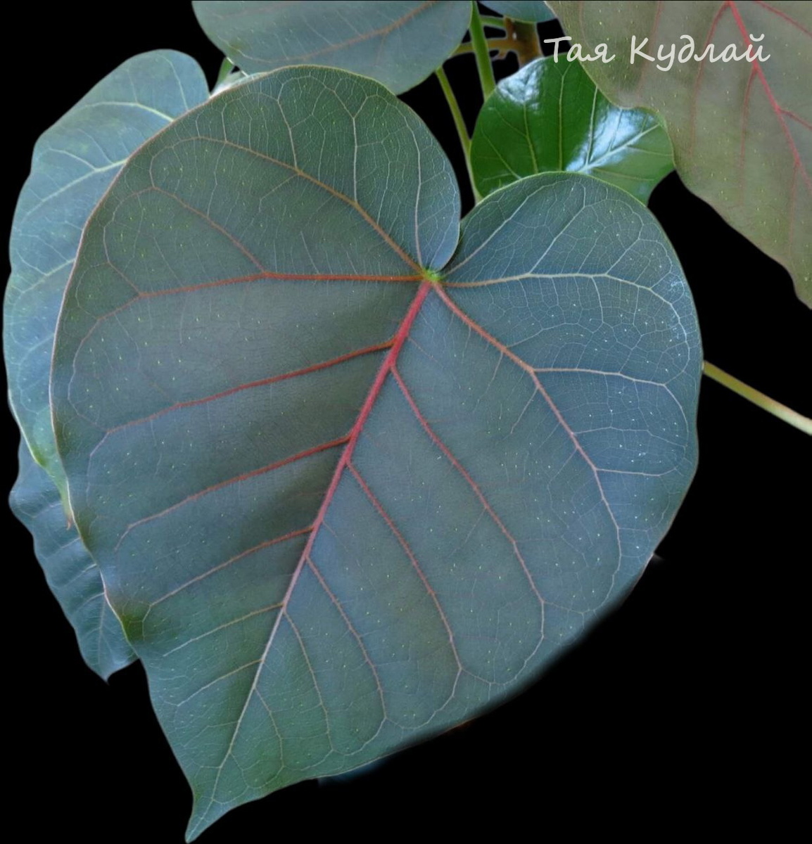 Лист фикуса петиоларис "пушистный"