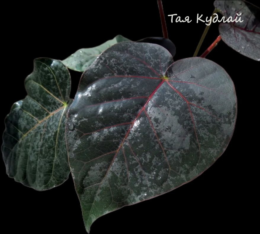 Лист "пушистого" петиолариса на солнце становится свекольного оттенка