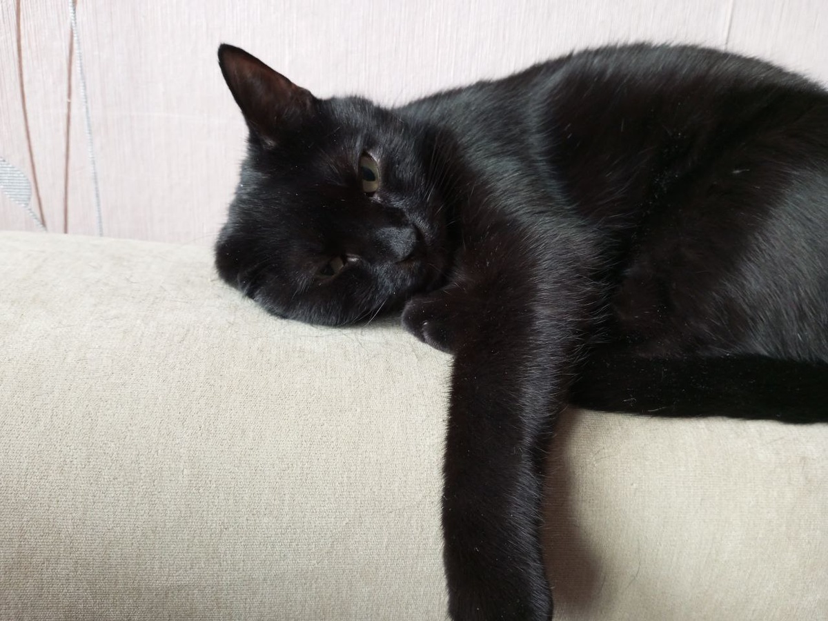 Ухи мои ухи!