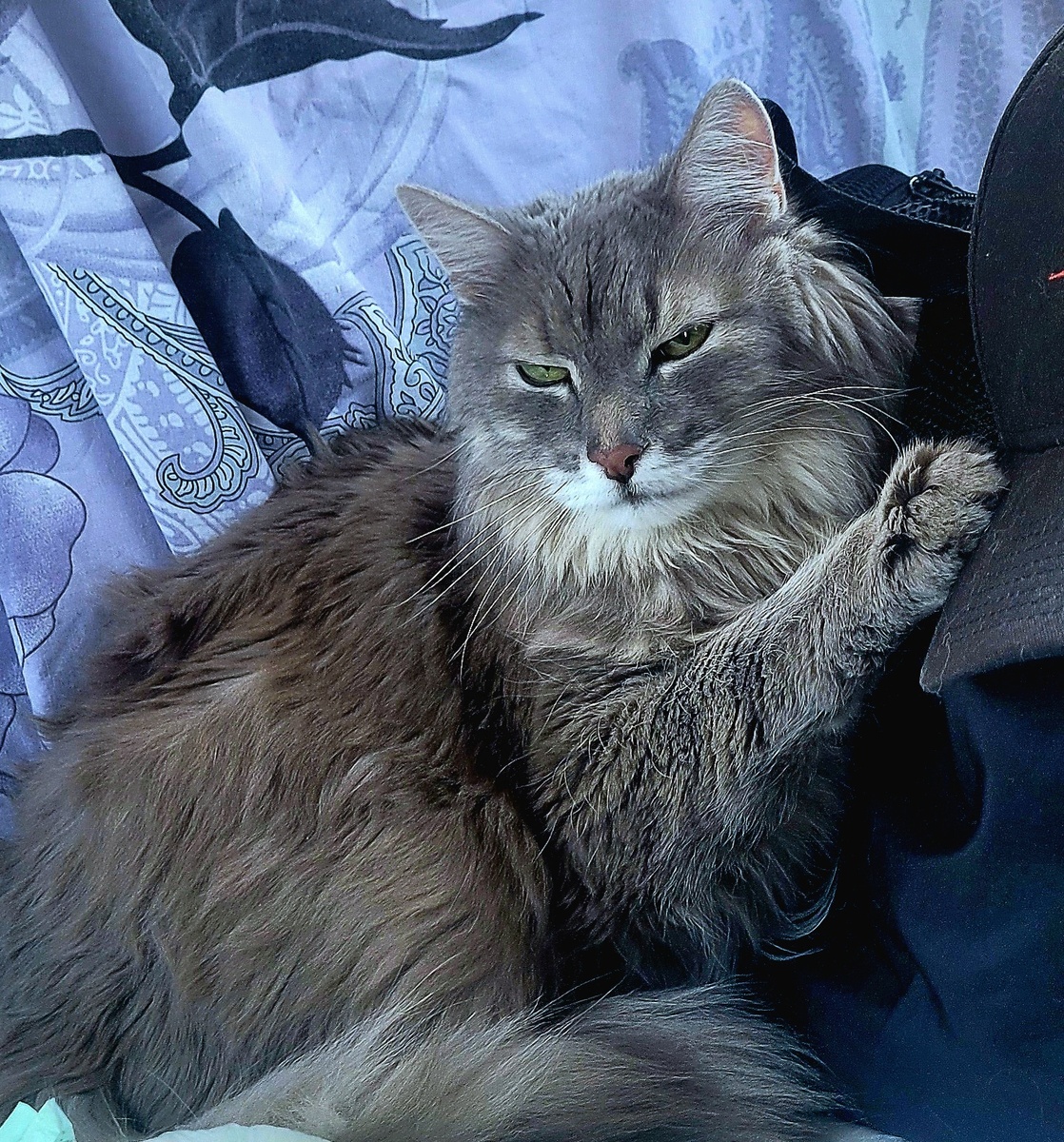 Любимый кот. Ему тут восемнадцать.