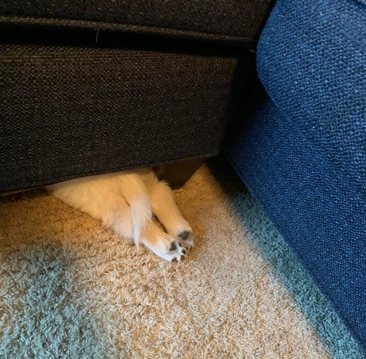    Кто-нибудь видел, куда делся мой щенок?