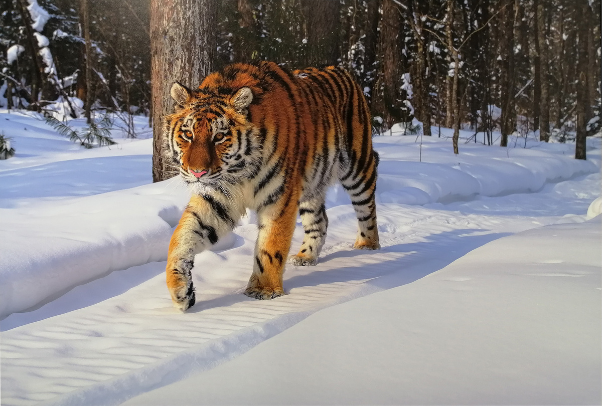 Игорь Метельский. ПРОТОРЁННЫМ ПУТЁМ (Приморский край)