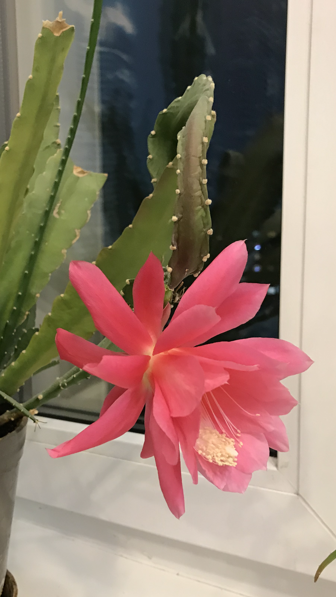 Фото сделано автором канала "Заметки бывалой авантюристки". Кактус принадлежит ей же.