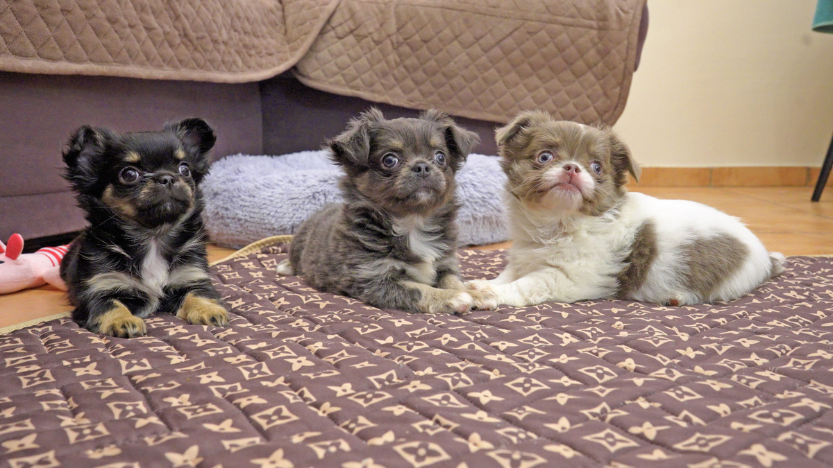 Щенки чихуахуа Тучки и Трюфеля смотрят на Яну