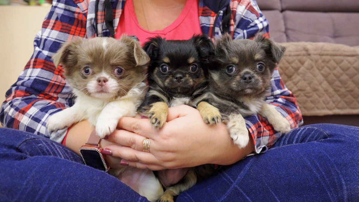 Щенки чихуахуа Тучки и Трюфеля