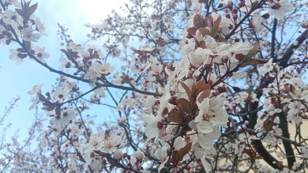    © РИА Новости Крым