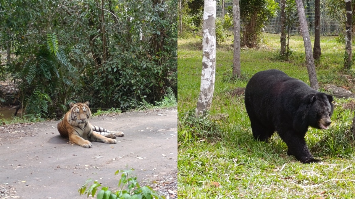 Началось все с того, что этот тигр перегородил путь нашему автобусу