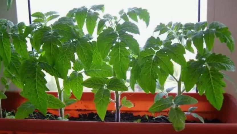 Создаю крепкую рассаду томатов в обычной квартире. 4 шага помогут вырастить идеальные саженцы