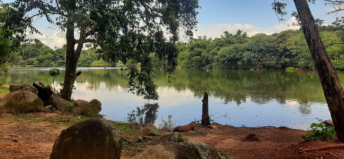 Кампинас (штат Сан-Паулу).