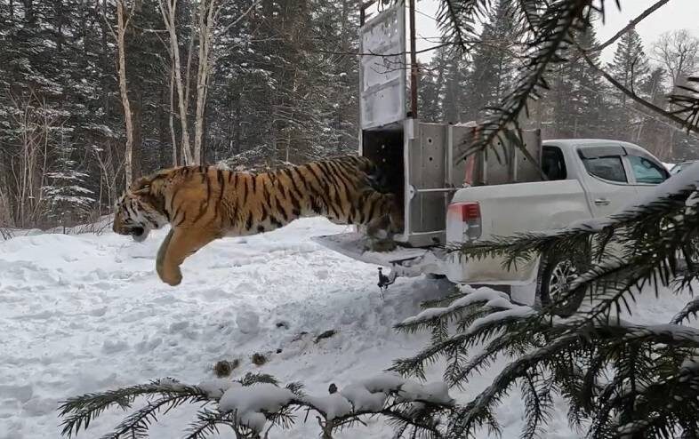    Источник фото: скрин видео t.me/minles_pk