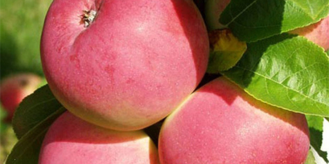 15 лучших сортов яблонь для весенней посадки