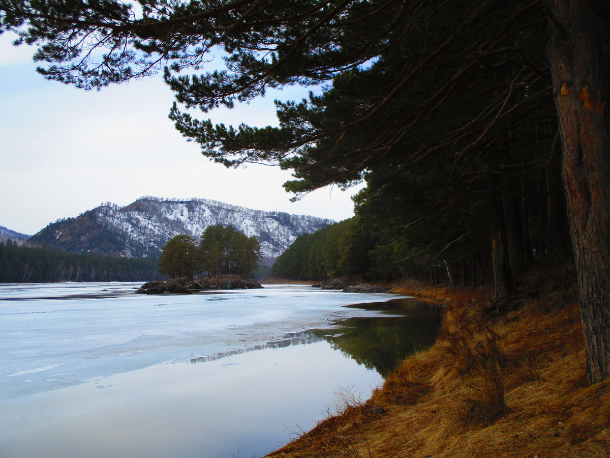 Уютный берег Катуни.