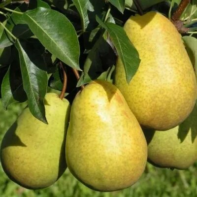 16 лучших сортов груш для весенней посадки - Груша сорт "Чижовская"