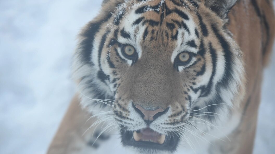    Komsomolskaya Pravda/Global Look Press/Globallookpress