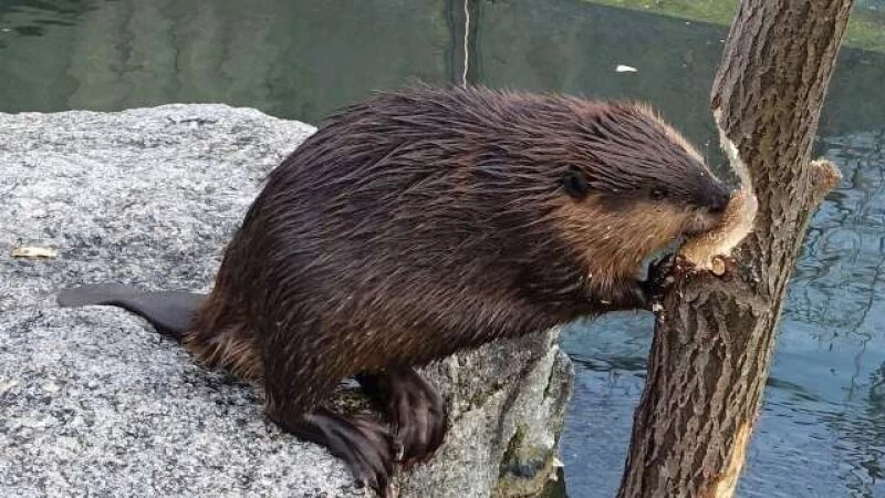     Бобр за работой. altlib.ru