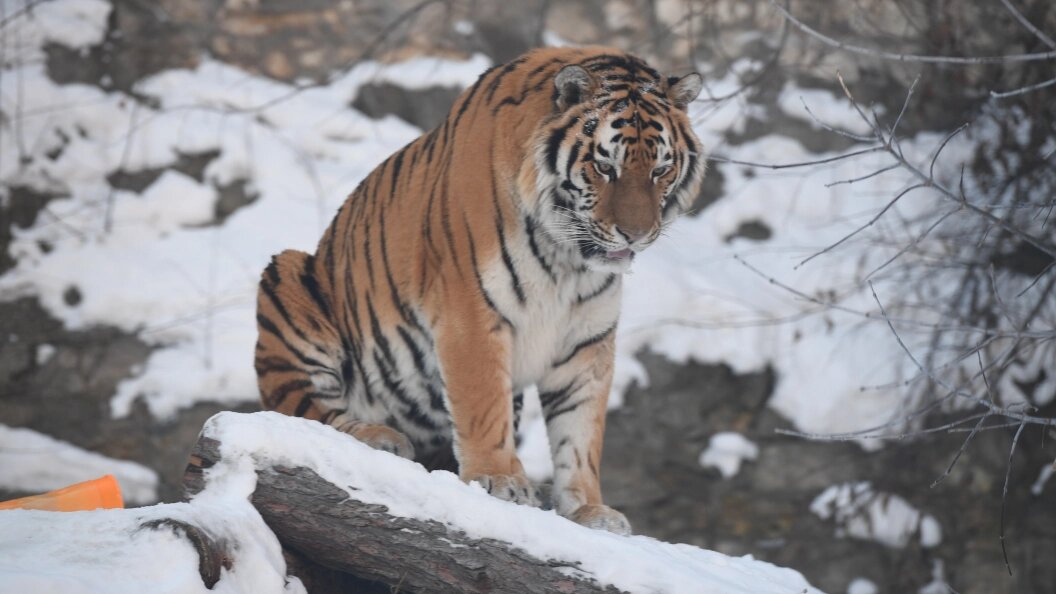    ФОТО: Komsomolskaya Pravda/Globallookpress