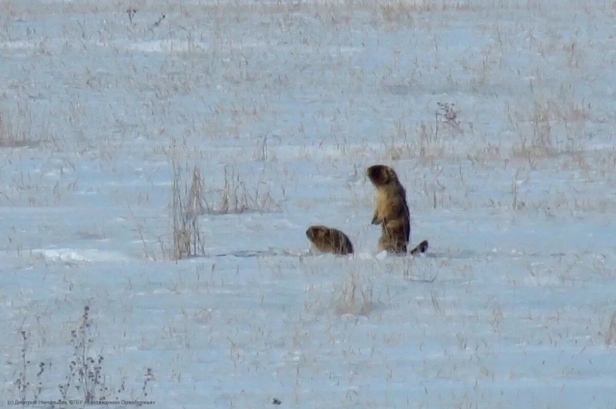    Весна идет! В Ащисайской степи пробудились первые сурки
