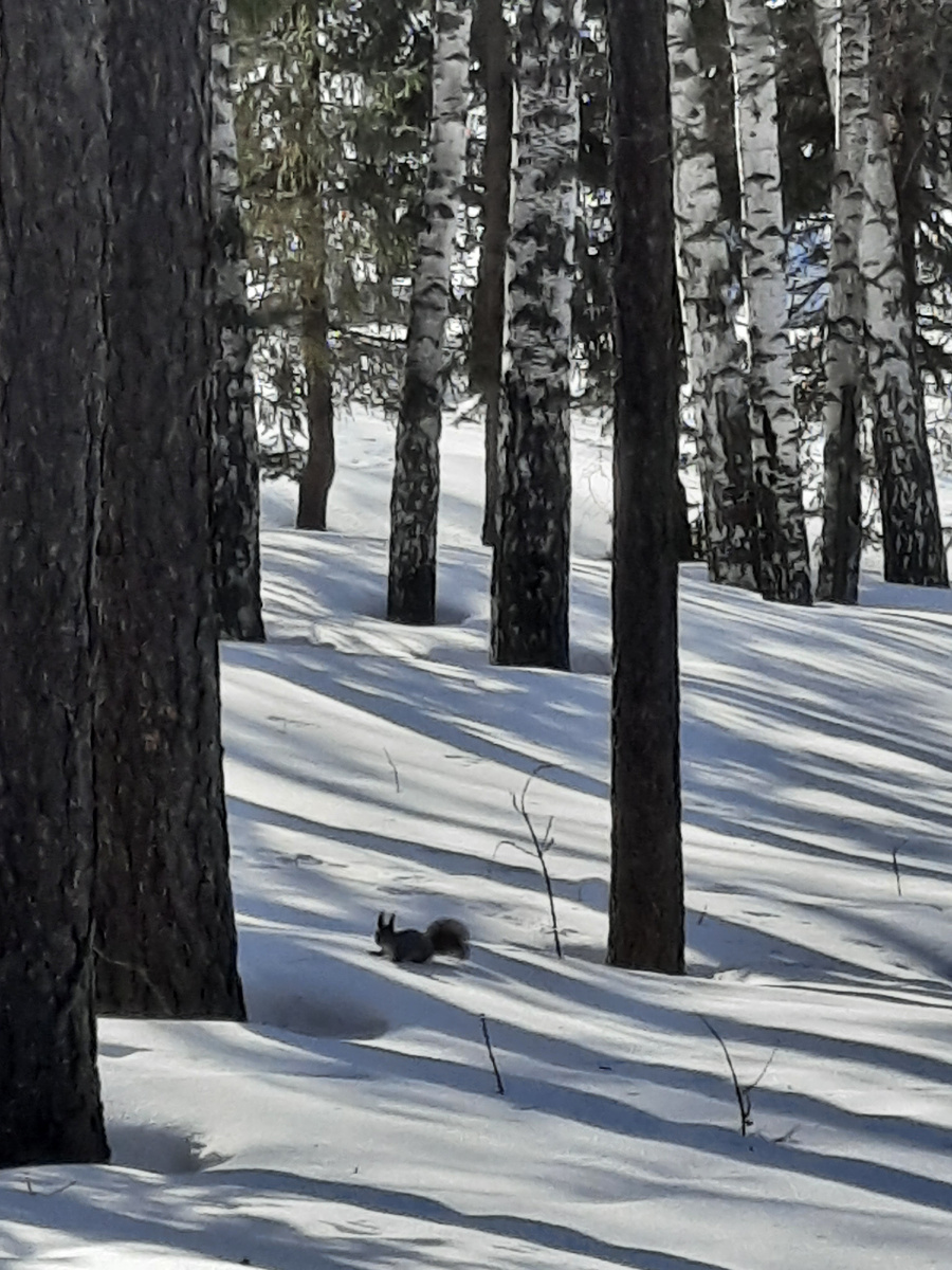 Обитатели парка