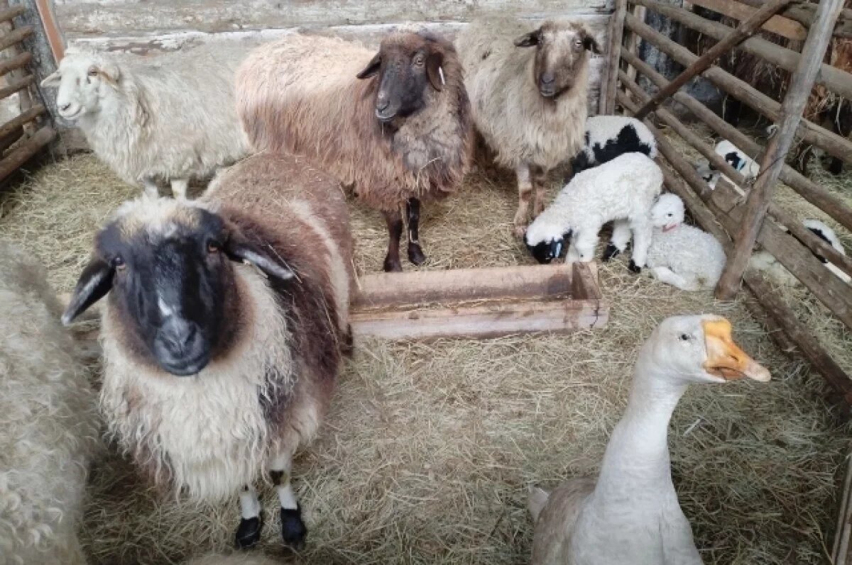    Гусь считает себя бараном на овцеводческой стоянке в Могойтуйском районе