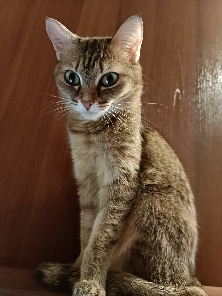 Кошка Рыся Марковна