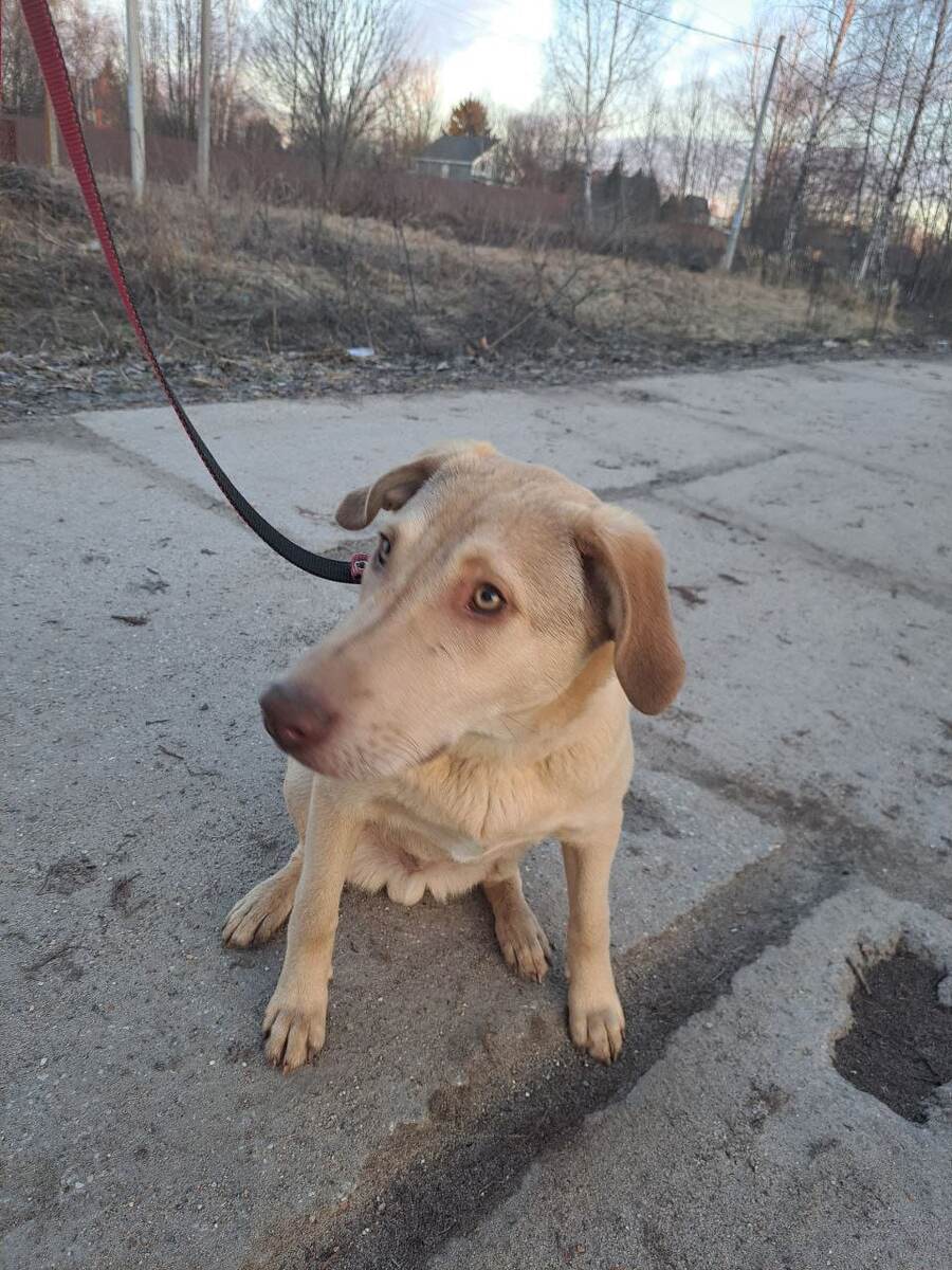 Ларго- шалопай, но очень милый). И очень чистоплотный). 