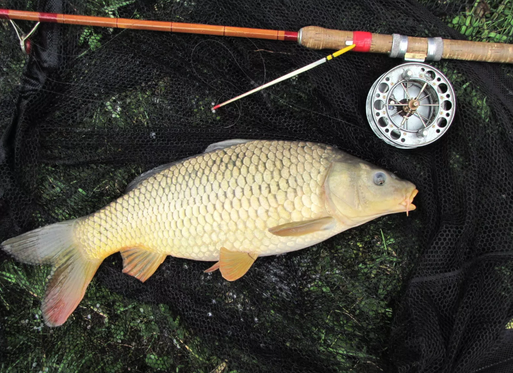 Карп пойманный на поплавочную снасть. Источник фото manrule.ru