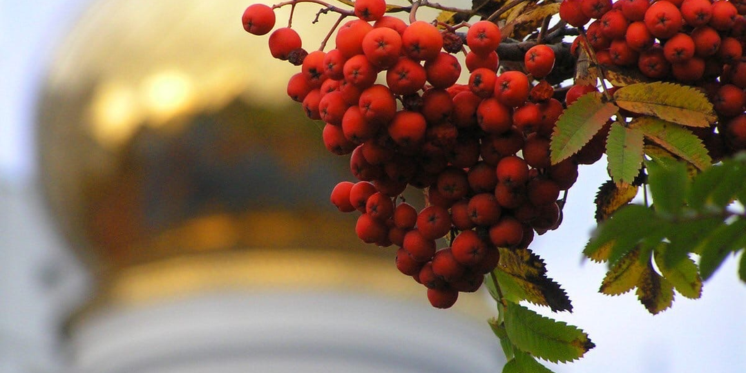 Исповедь у рябины. Глава 1