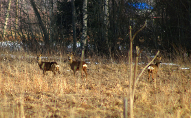    © Кристина Кашкарова