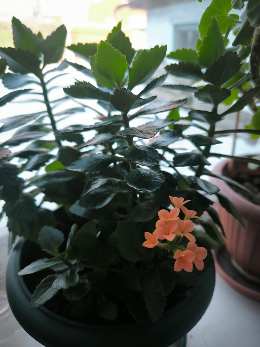 Каланхоэ зацвёл