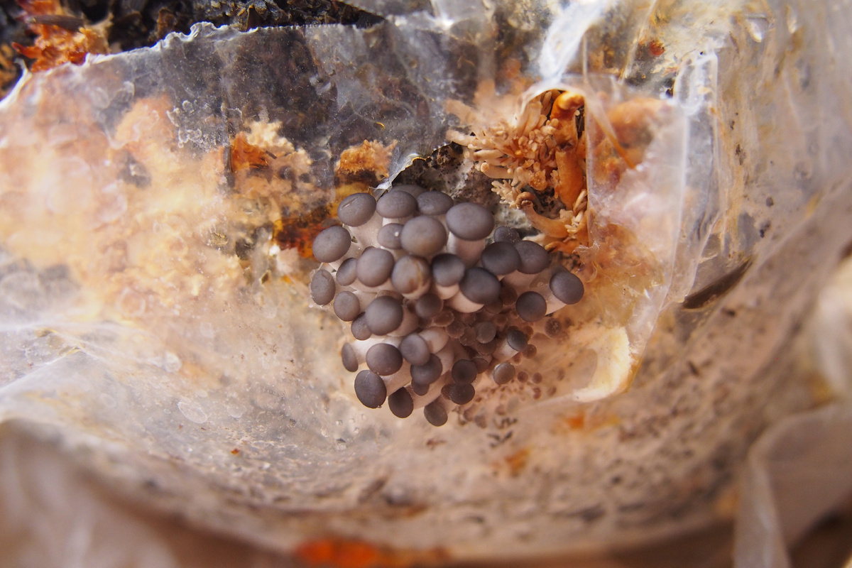 Грибные зачатки