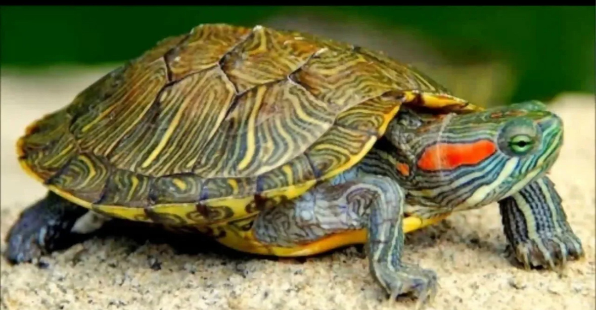 красноухая черепаха