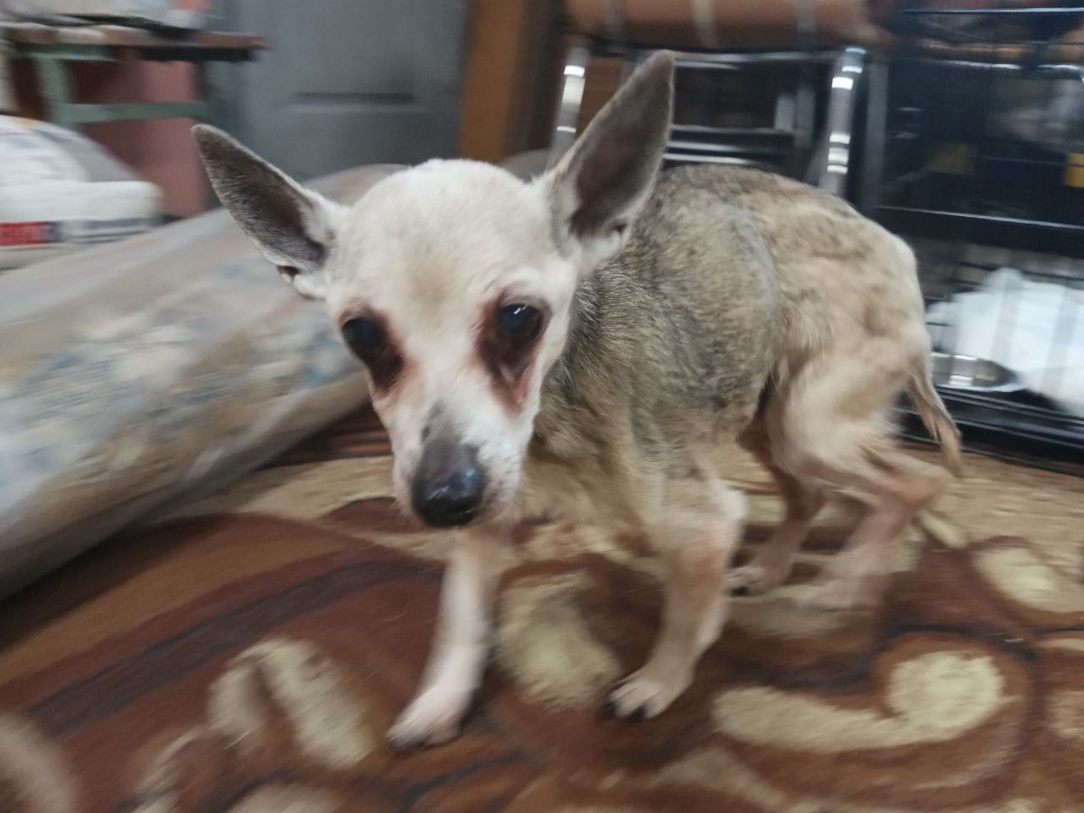 Перед глазами предстал истощенный малыш.