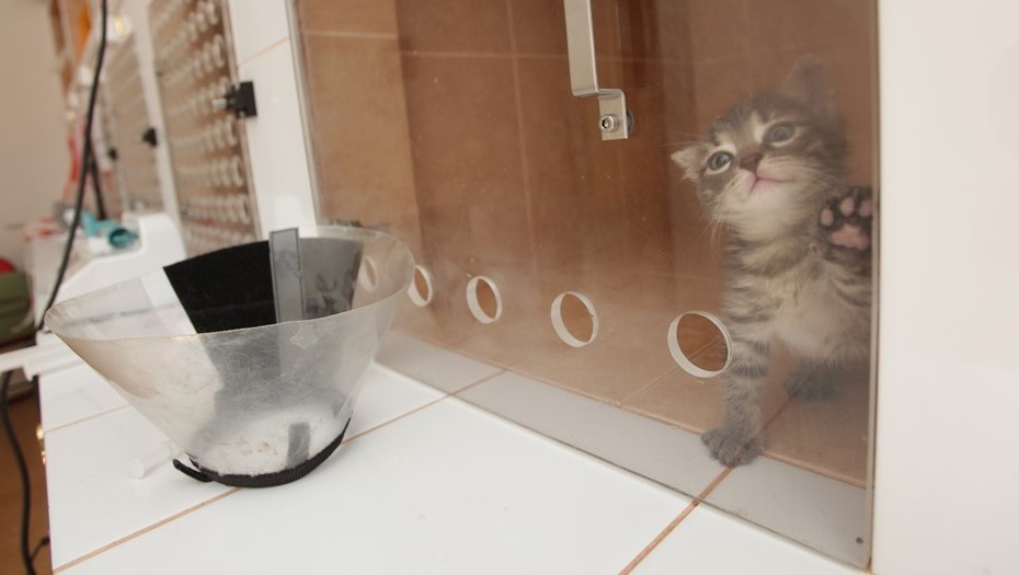    Автор фото: Виктория Долотова / "ДП"