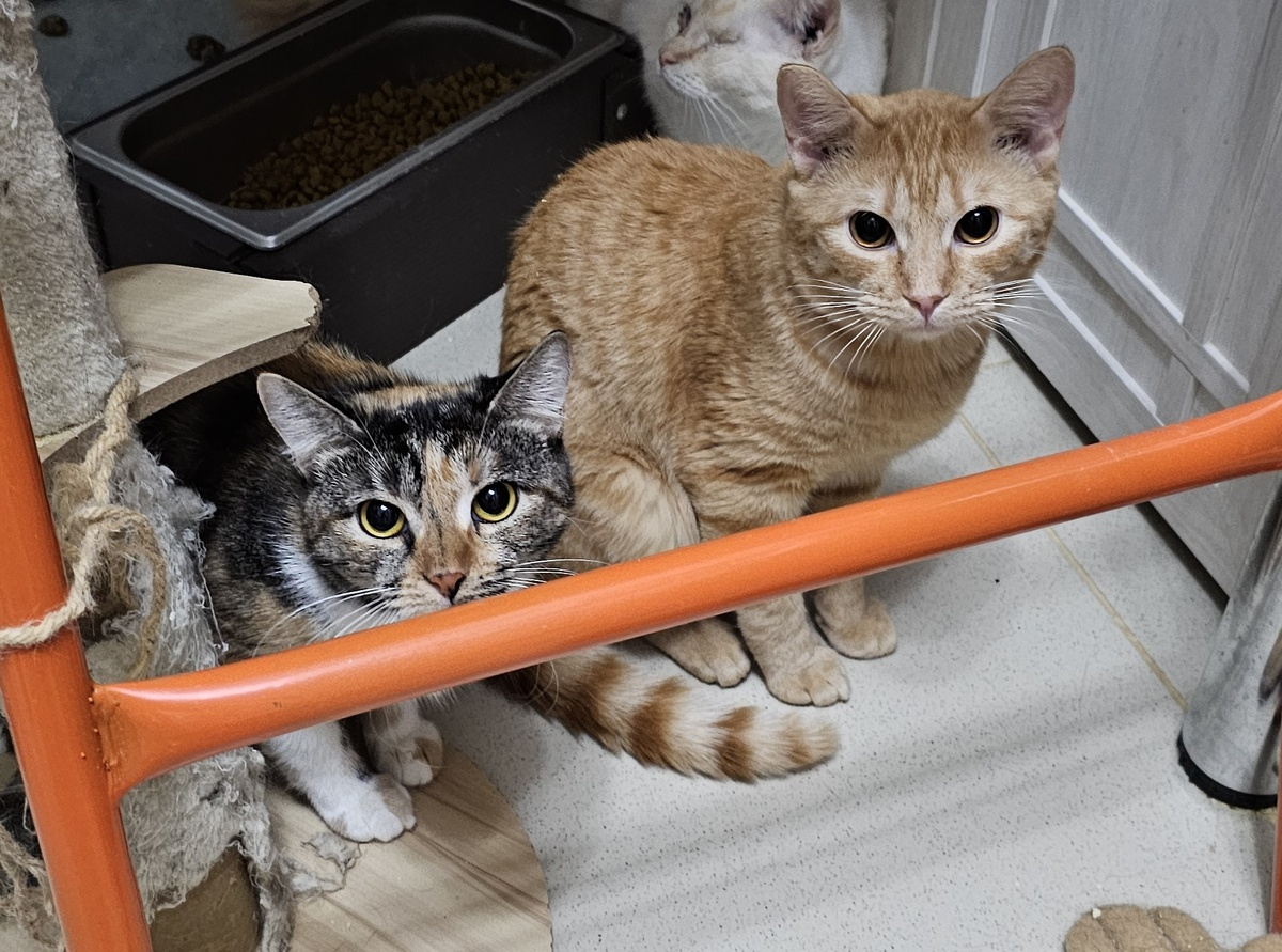 Влюбленные