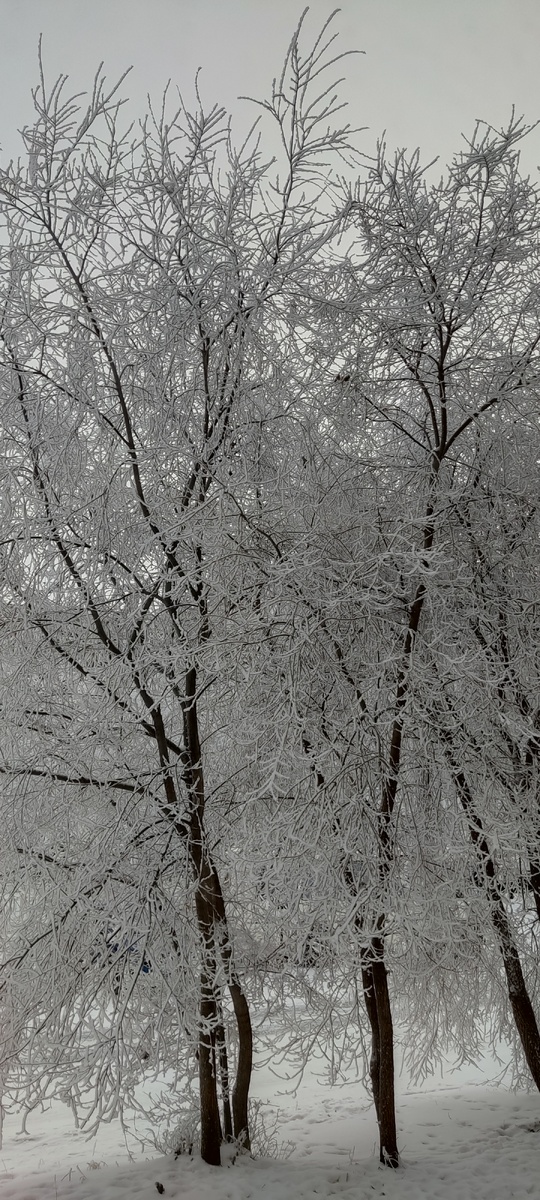 Опять зима. 