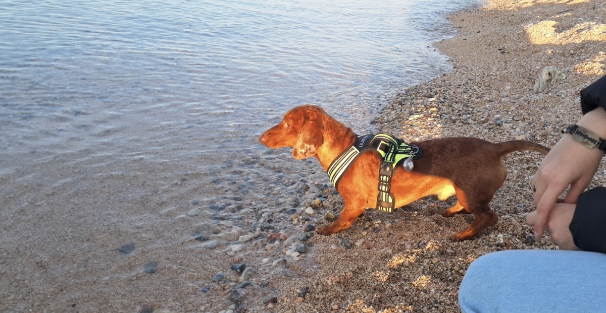 Наш Добби в спасительной шлейке ☺️