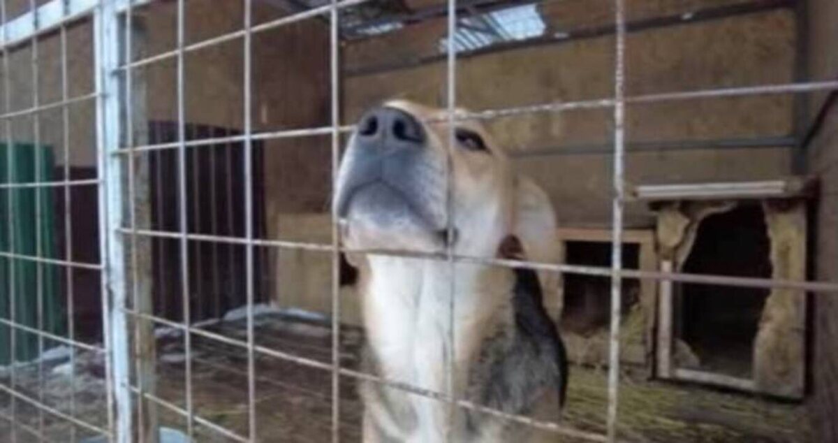    В Курске стартовал конкурс "Сдавай макулатуру - корми хвостатых!"