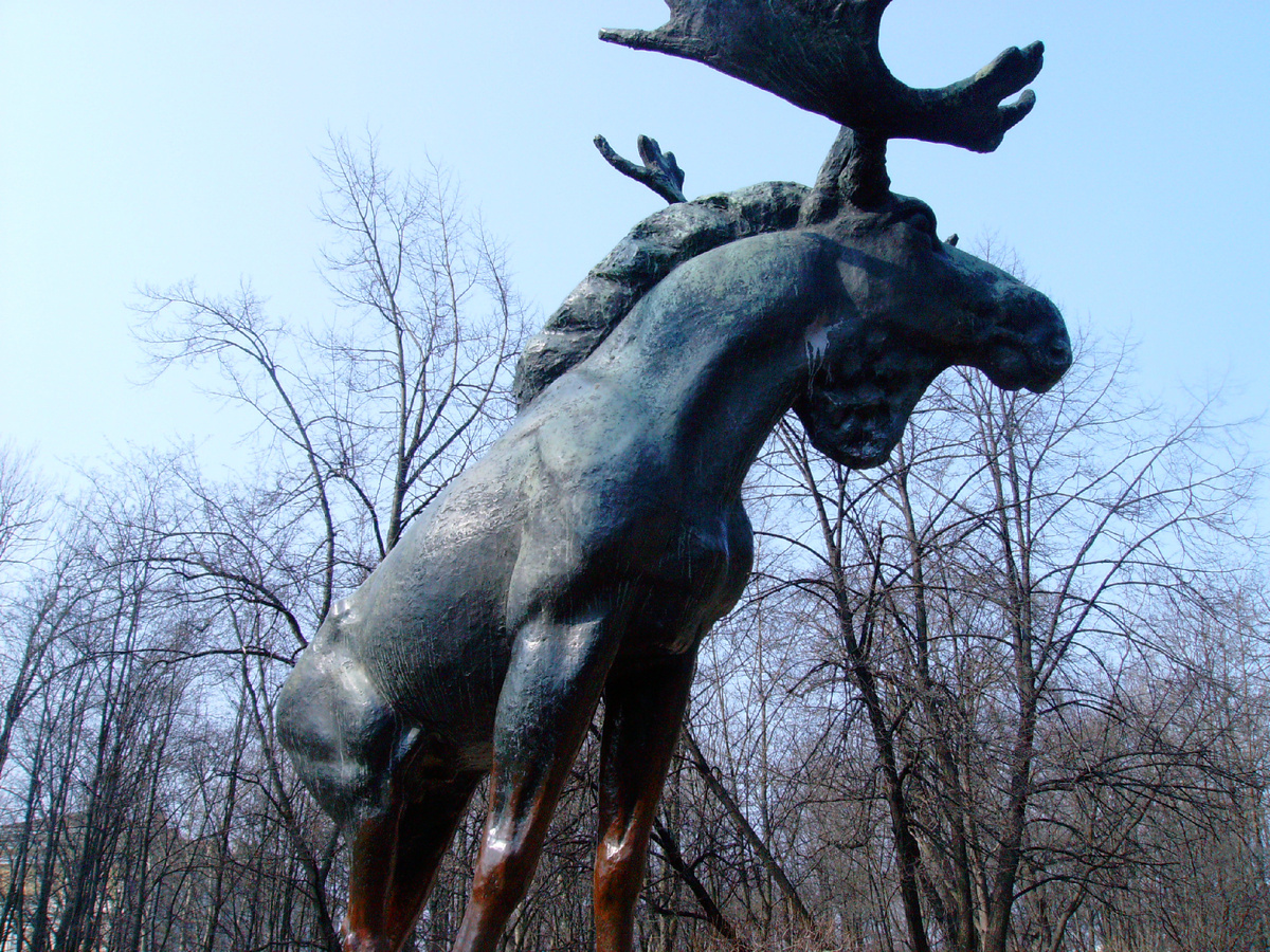 Выборг, лось, мое фото