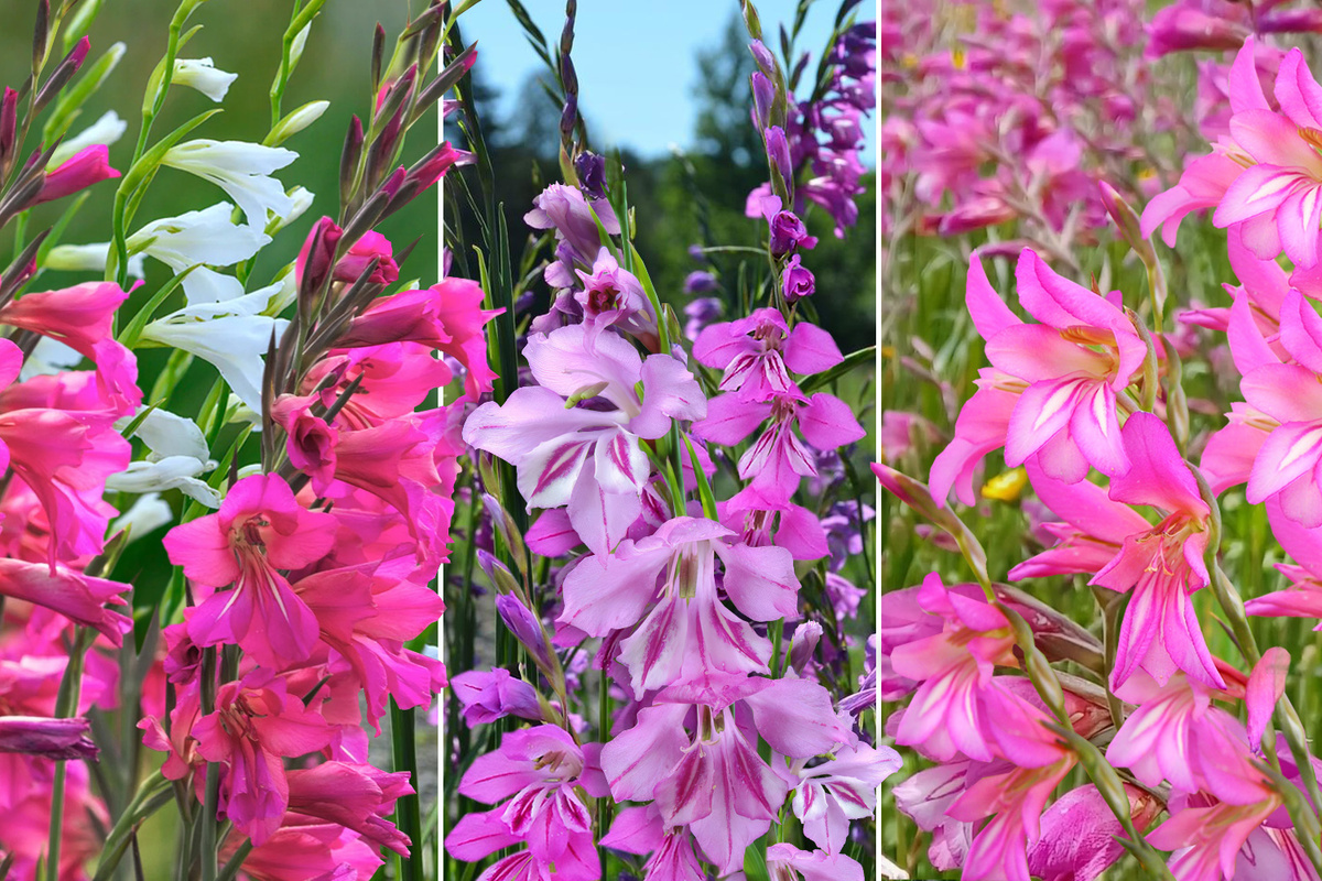 Вот как выглядят холодостойкие разновидности гладиолусов. Слева направо: гладиолус византийский, черепитчатый и итальянский.