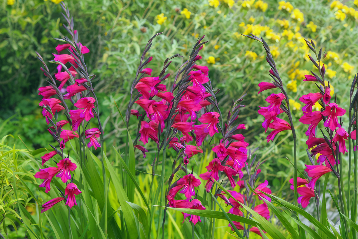 Византийский гладиолус на даче